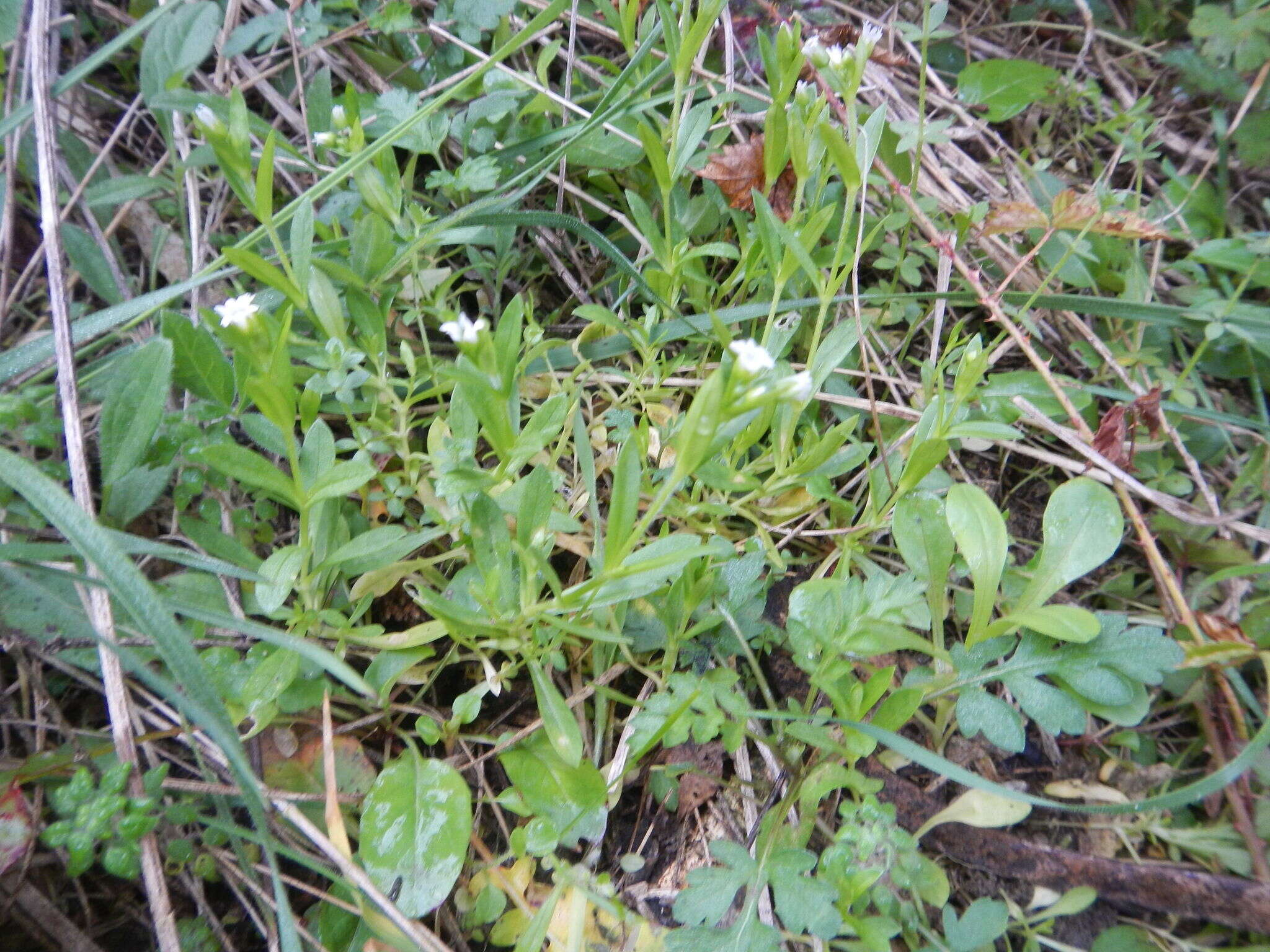 صورة Cerastium brachypodum (Engelmann ex A. Gray) B. L. Rob.