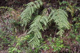 Image of Woodwardia orientalis Sw.