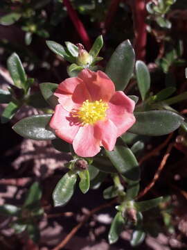 Image of Portulaca cryptopetala Speg.