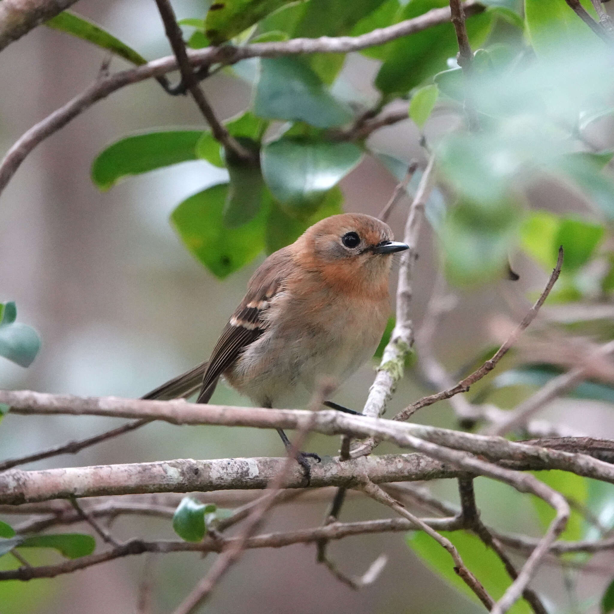 Image of Kaua`i `Elepaio