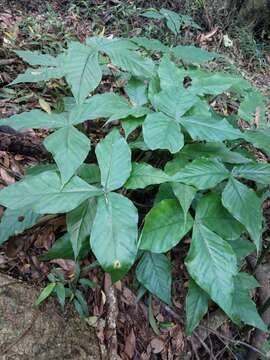 Arisaema ringens (Thunb.) Schott的圖片