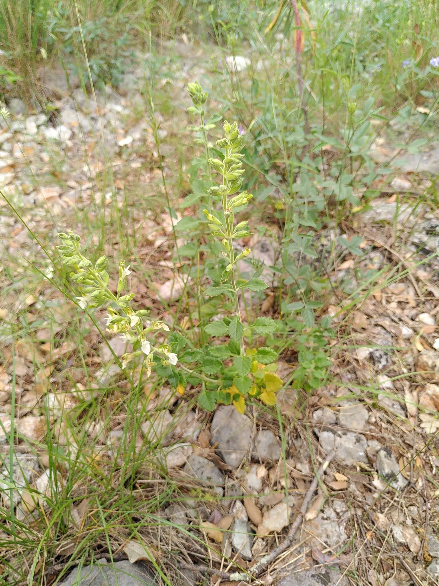 Image of yellow germander