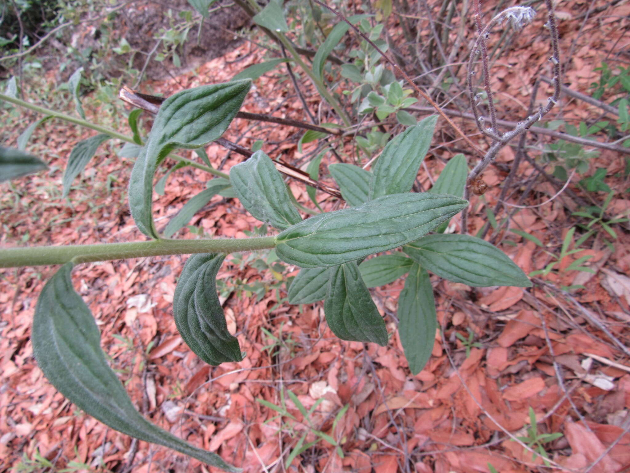 Image of giant-trumpets