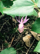 Image of fairy slipper