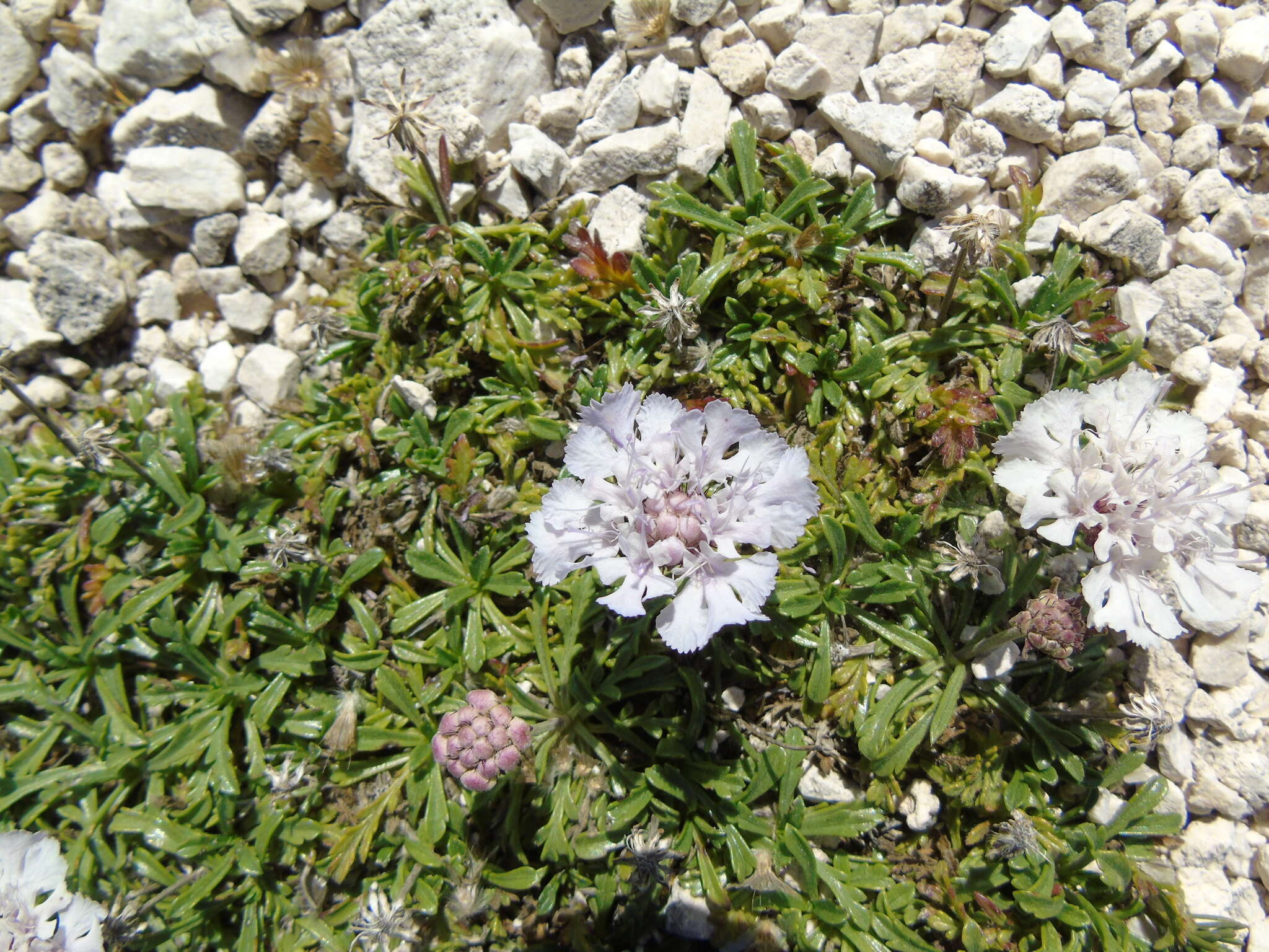 Sivun Lomelosia crenata subsp. dallaportae (Boiss.) W. Greuter & Burdet kuva