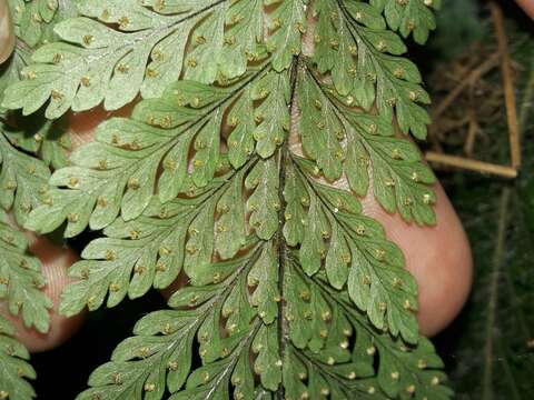 Image of Lastreopsis subsericea (Mett.) Tindale