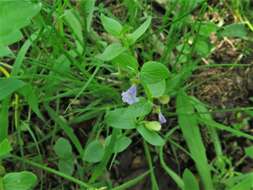 Image de Scutellaria parvula var. missouriensis (Torr.) Goodman & C. A. Lawson