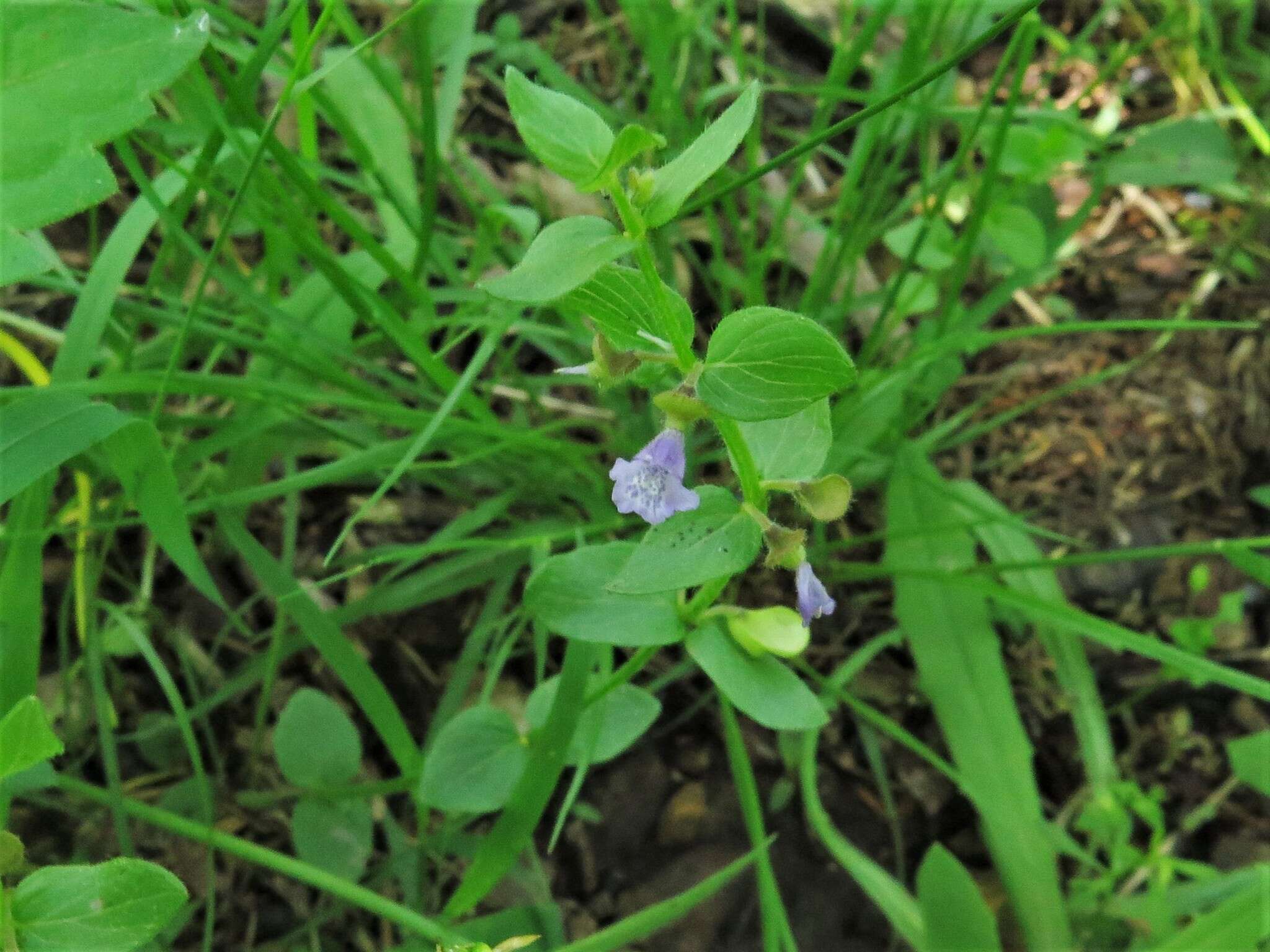 Image of Leonard's skullcap