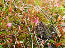 Image of Vaccinium microcarpum (Turcz. ex Rupr.) Schmalh. ex Busch