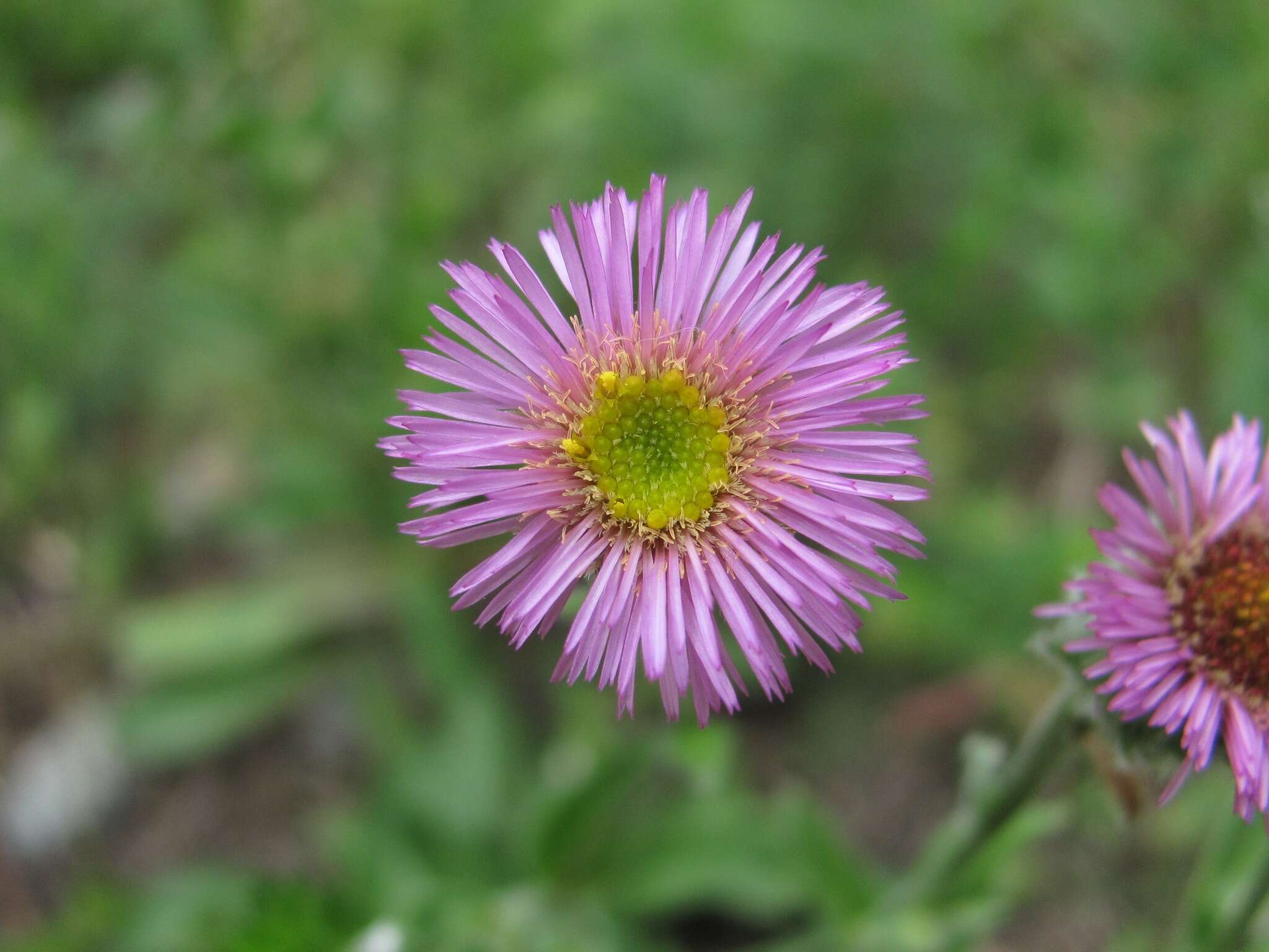 Image de Erigeron caucasicus Stev.