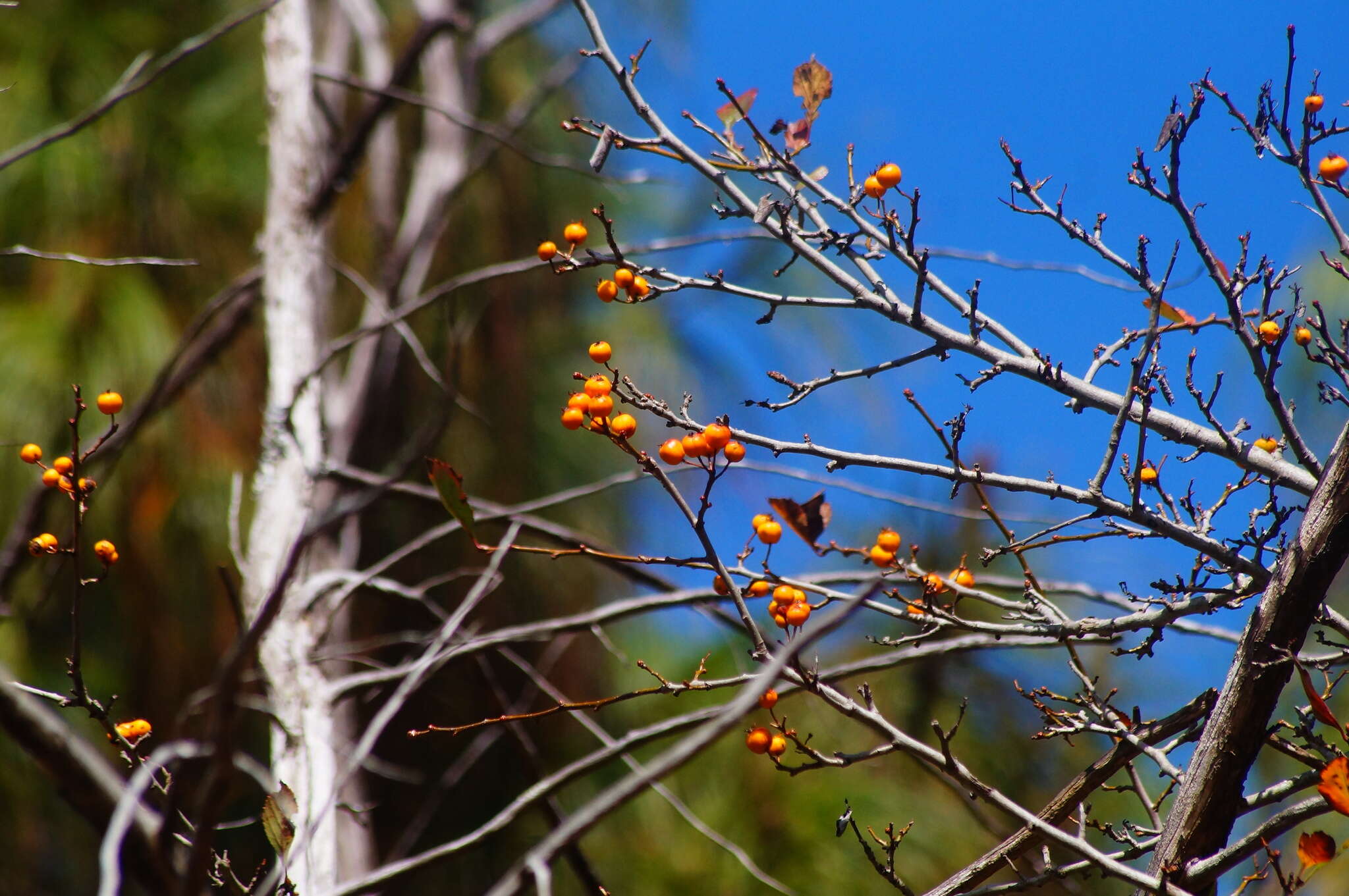 Image of manzanita tejocotera