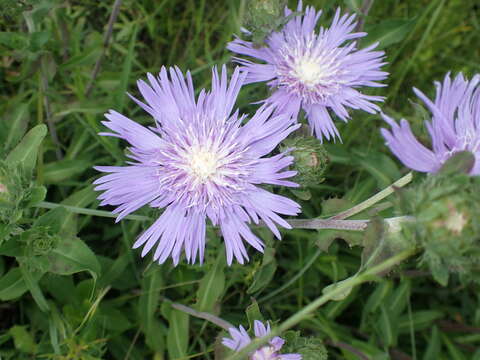 Image of Stokesia