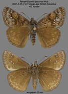 Image of Erynnis pacuvius Lintner 1878