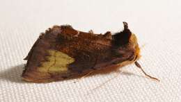 Image of scarce burnished brass