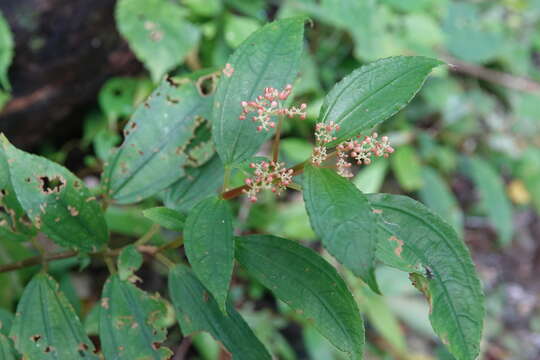 Image of Pilea somae Hayata