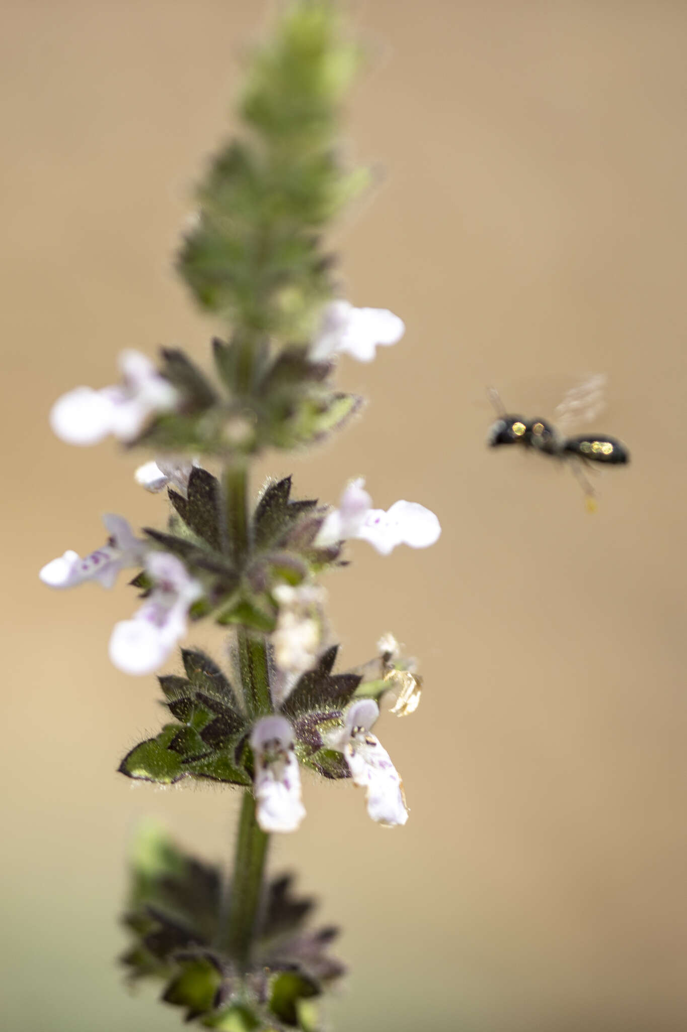 Image of Sonoma Hedge-Nettle