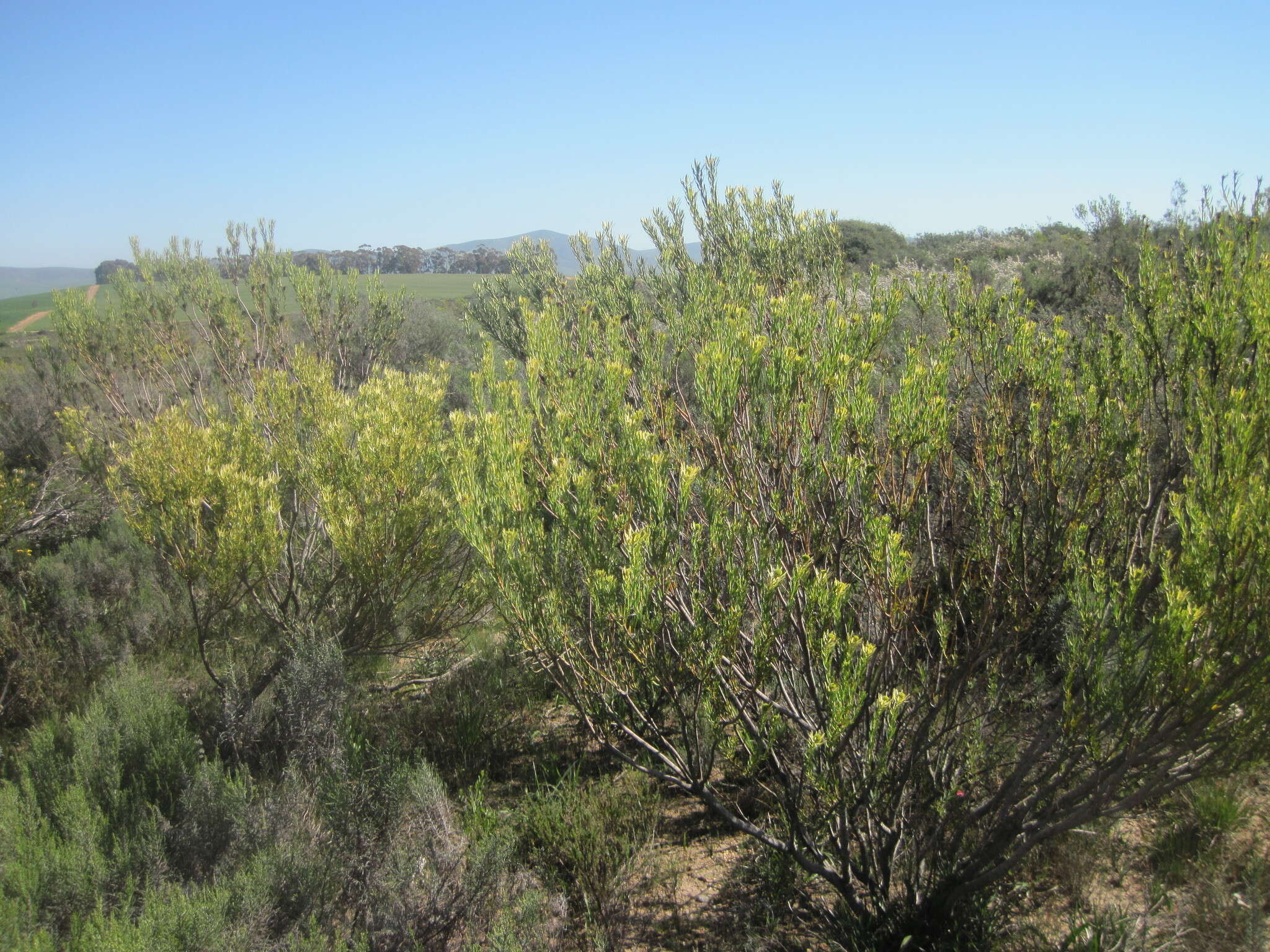 Image of <i>Leucadendron <i>lanigerum</i></i> var. lanigerum