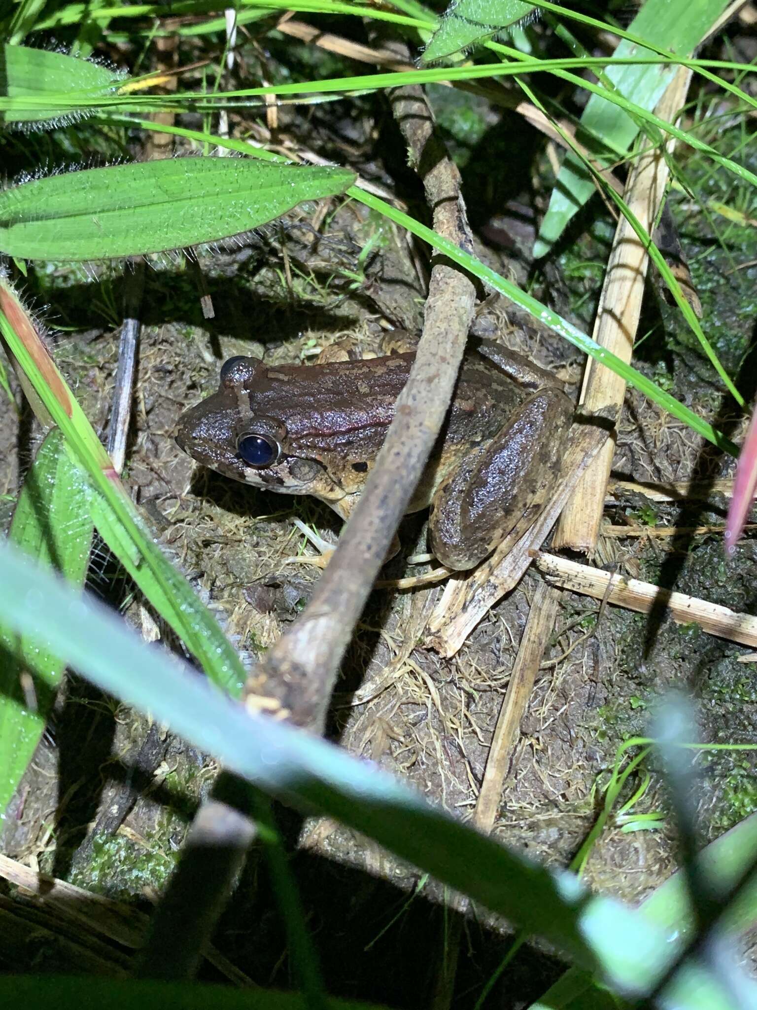 Imagem de Leptodactylus wagneri (Peters 1862)