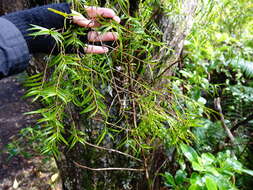 Image de Dendrobium cunninghamii Lindl.