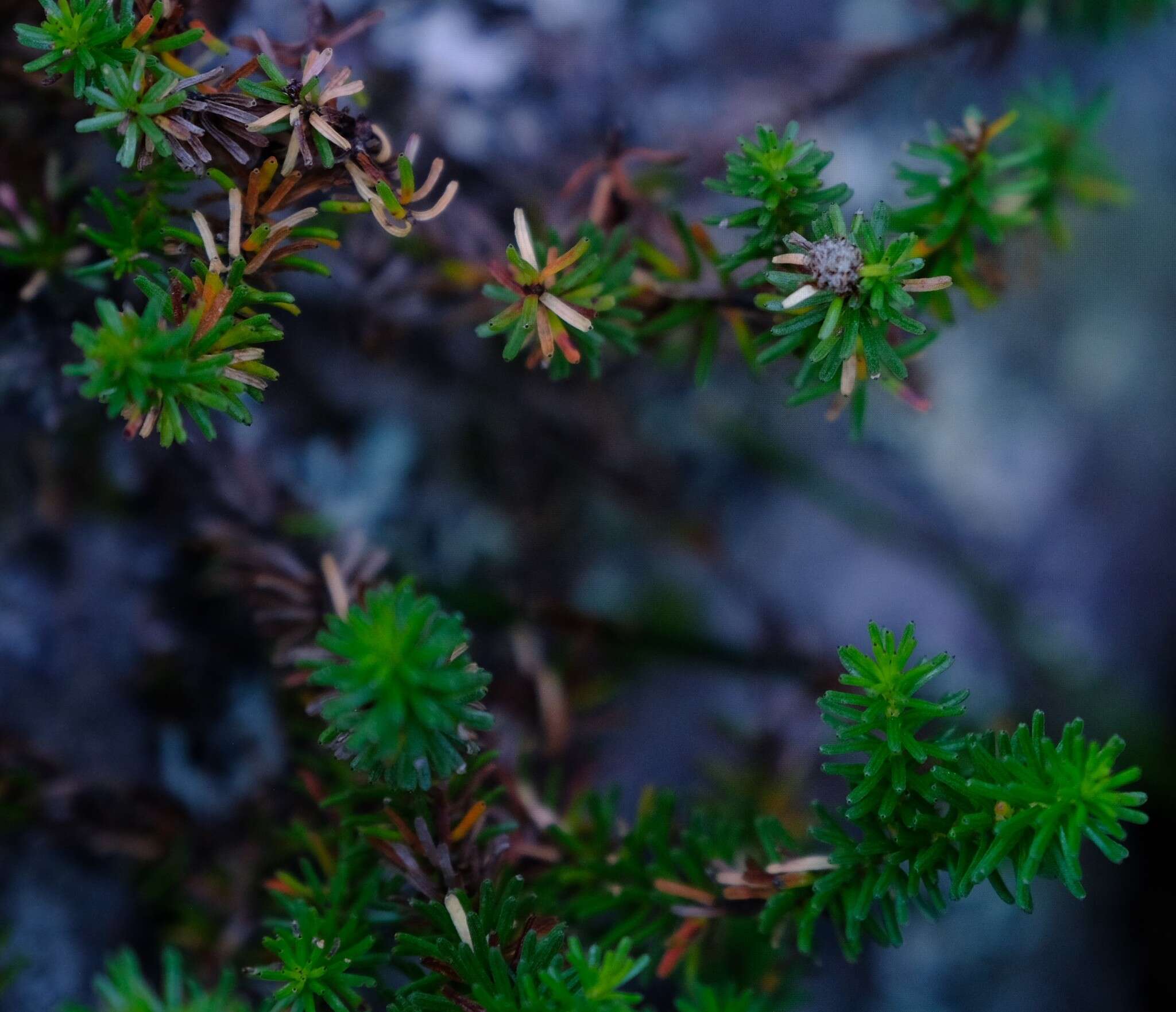 Image of Staavia pinifolia Willd.