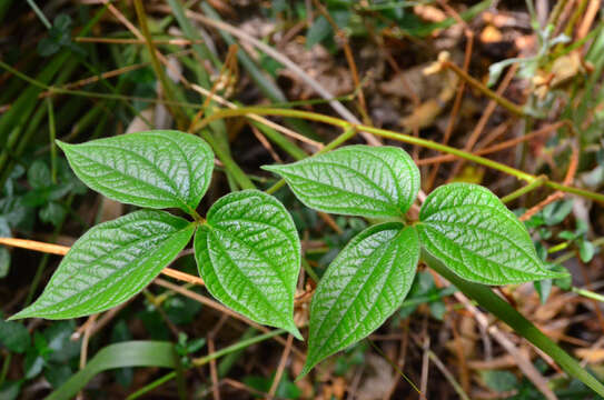 Image of Dioscorea dregeana (Kunth) T. Durand & Schinz