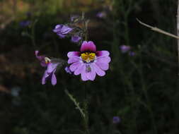 Image of Schizanthus carlomunozii