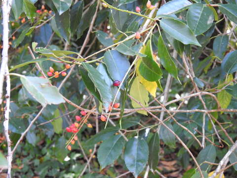 Image of Prunus lusitanica subsp. lusitanica