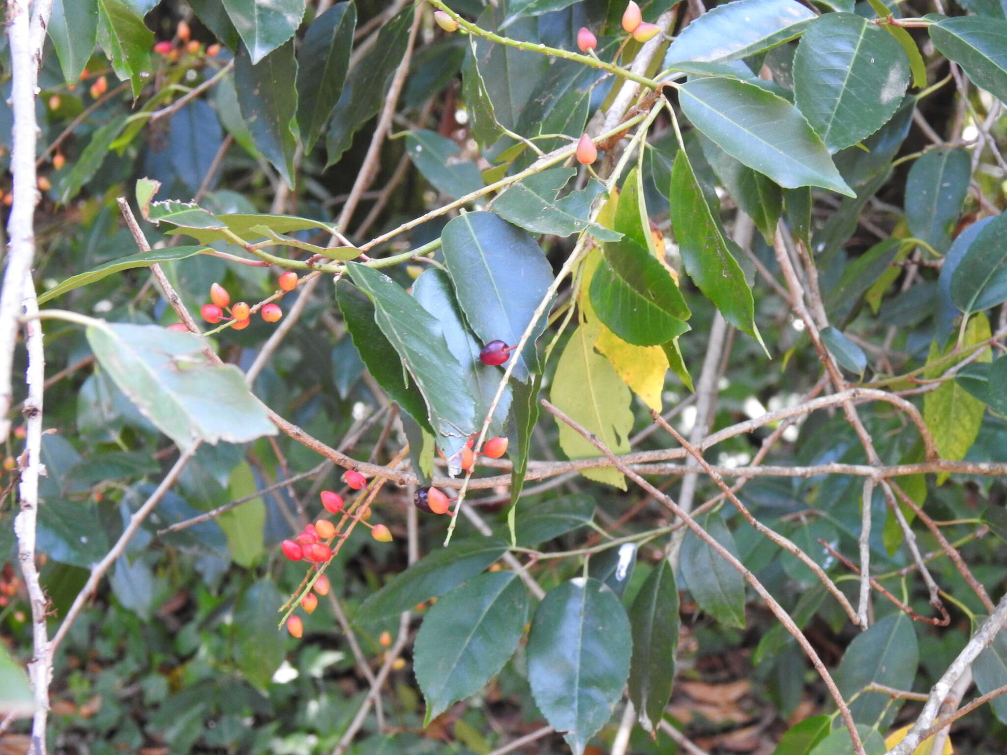 Image de Prunus lusitanica subsp. lusitanica