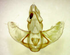 Image de Agonopterix pulvipennella Clemens 1864