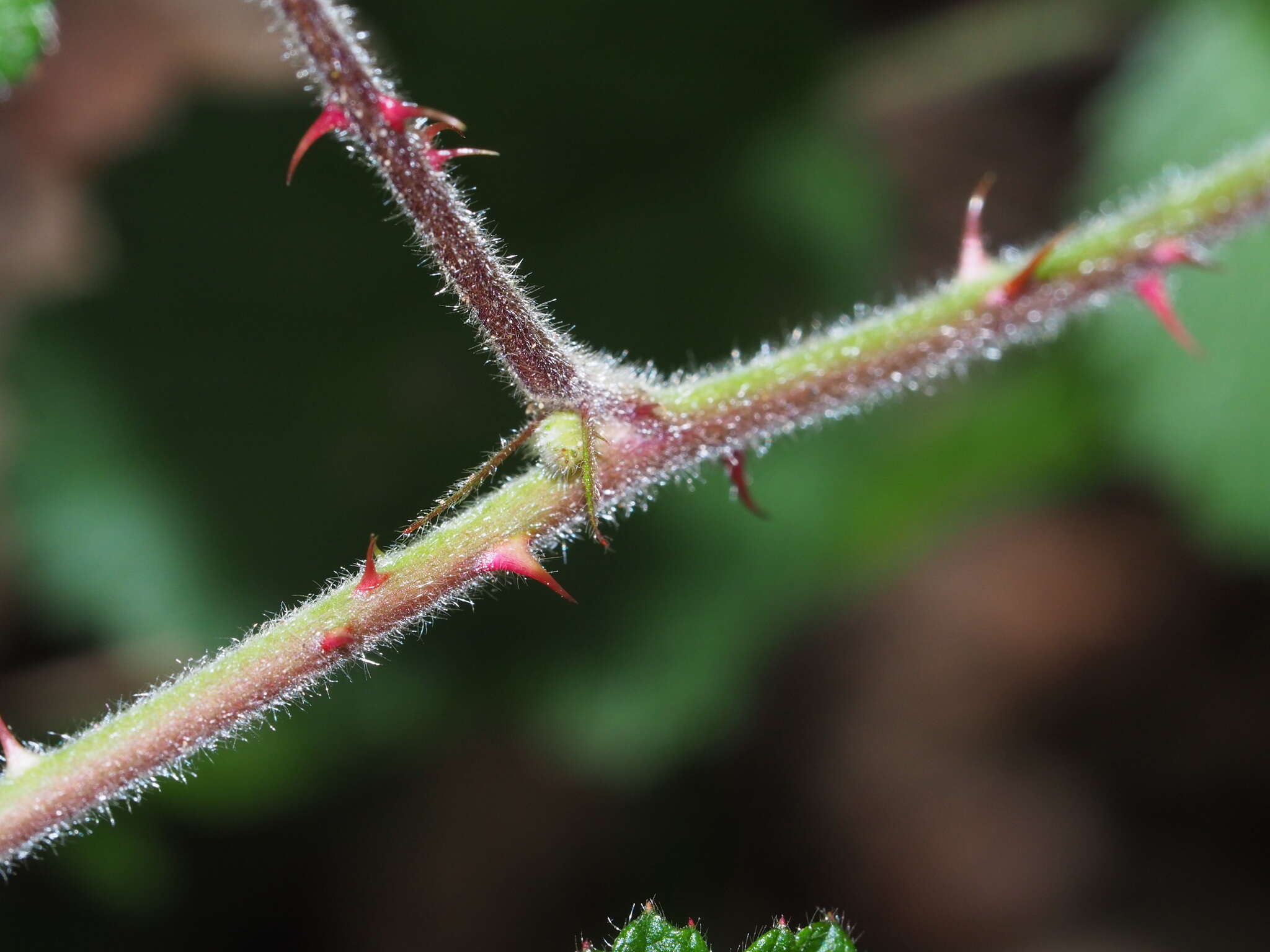 Sivun Rubus parvifolius L. kuva