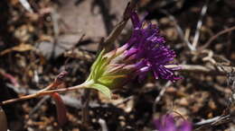 Imagem de Monardella breweri subsp. microcephala (A. Gray) Elvin & A. C. Sanders