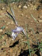 Imagem de Gladiolus gracilis Jacq.