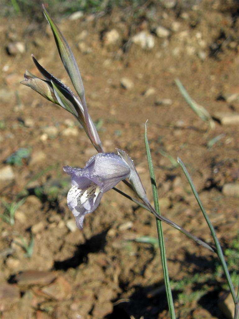 Imagem de Gladiolus gracilis Jacq.