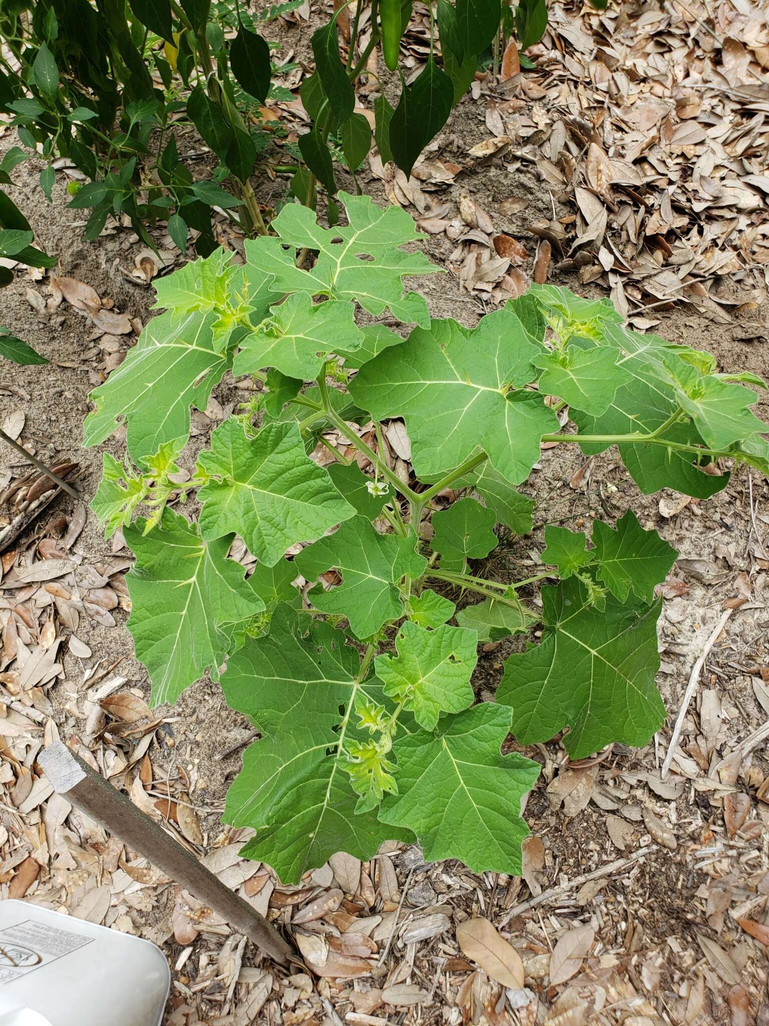 Image of tropical soda apple