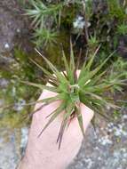 Image de Dracophyllum strictum Hook. fil.