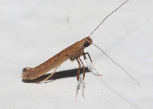 Image of Caloptilia perseae (Busck 1920)