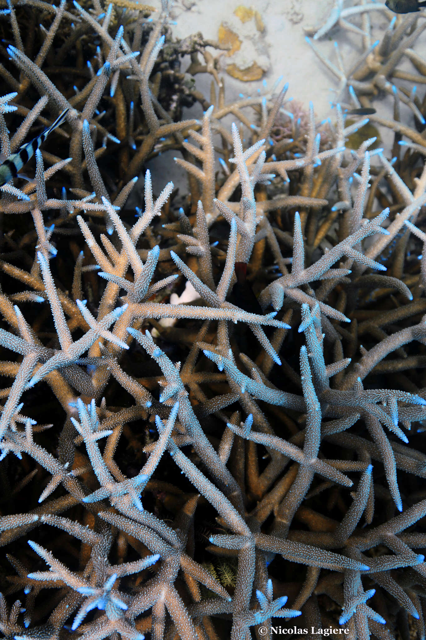 Image of Acropora intermedia (Brook 1891)