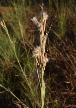 Plancia ëd Cymbopogon bombycinus (R. Br.) Domin