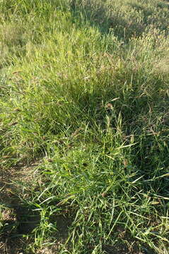 Image of <i>Setaria <i>verticillata</i></i> var. verticillata