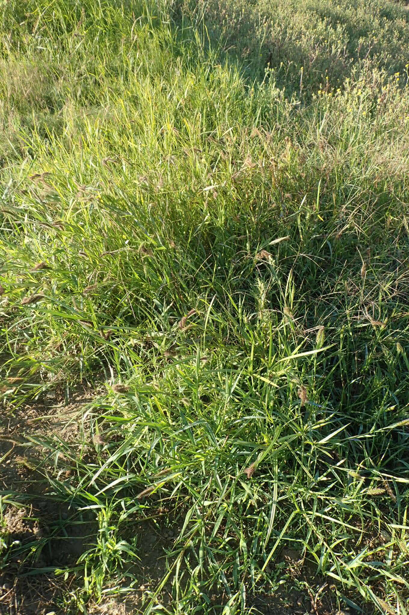 Plancia ëd <i>Setaria <i>verticillata</i></i> var. verticillata