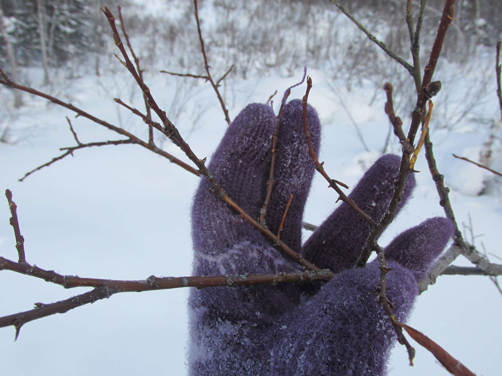 Salix divaricata Pall.的圖片