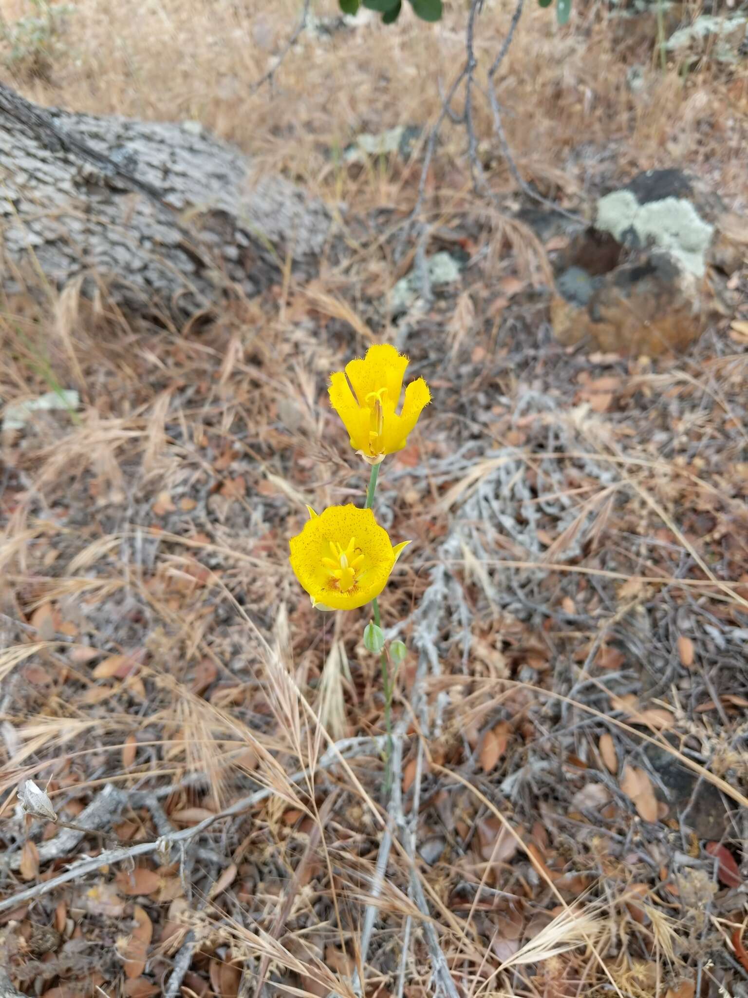 Image of Weed's mariposa lily