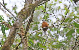 Image of Hapaloptila Sclater & PL 1881