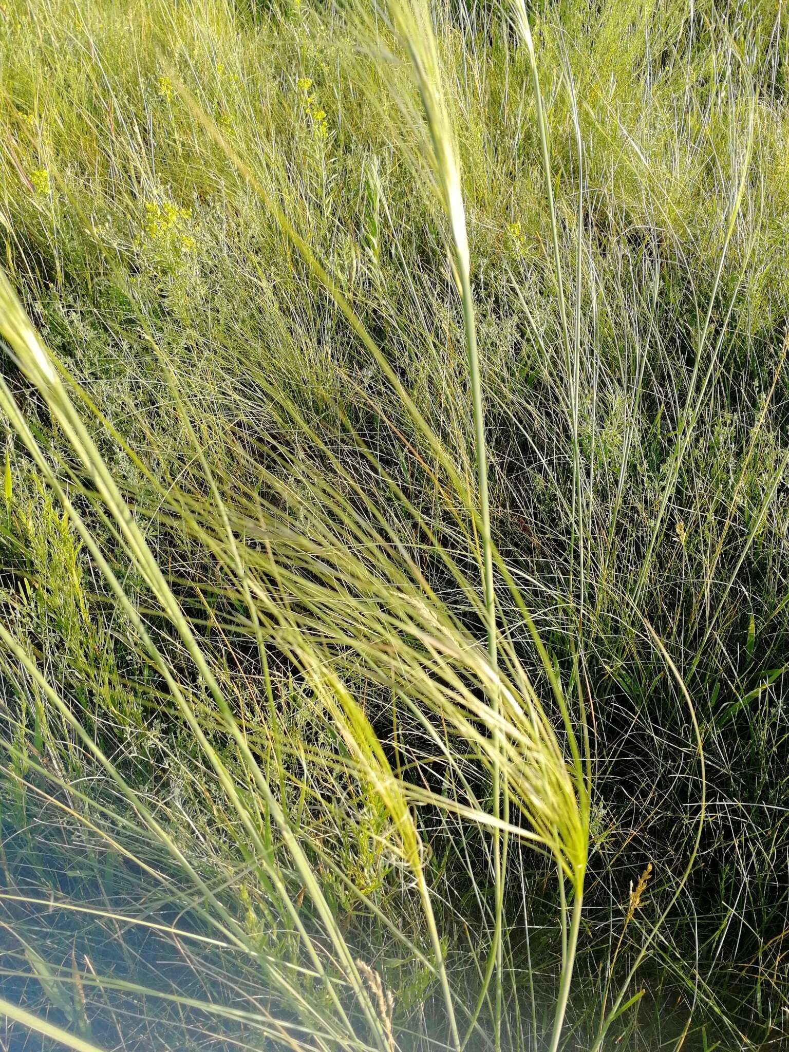 Imagem de Stipa capillata L.