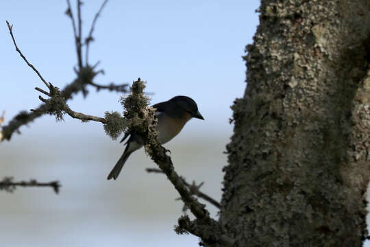 Image of Fringilla coelebs moreletti Pucheran 1859