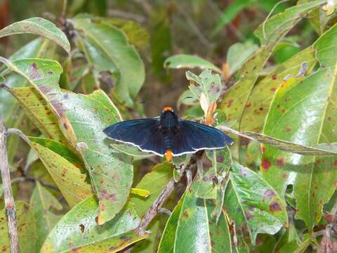 Image of Pyrrhopyge phidias Linnaeus 1758