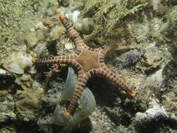 Image of Double Sea Star