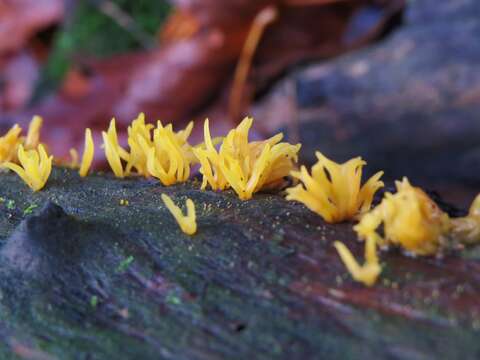 Imagem de Calocera cornea (Batsch) Fr. 1827