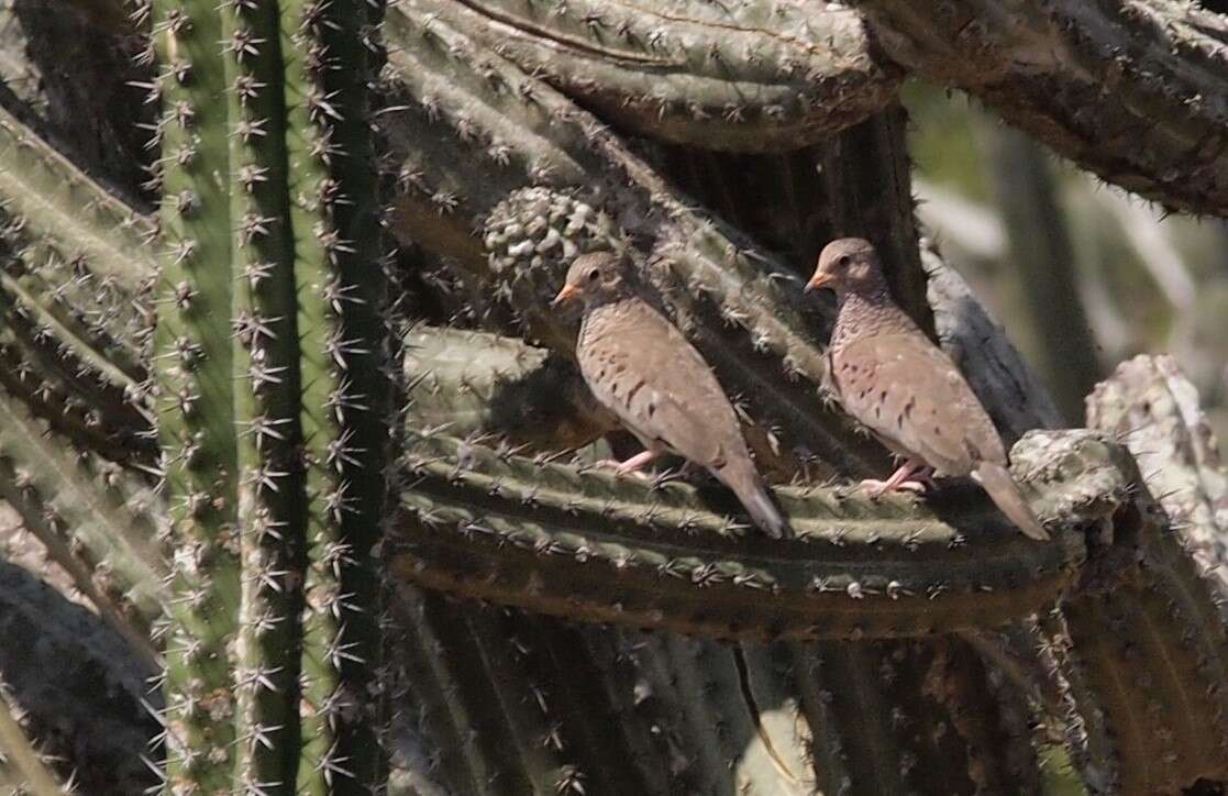 صورة Columbina passerina pallescens (Baird & SF 1860)