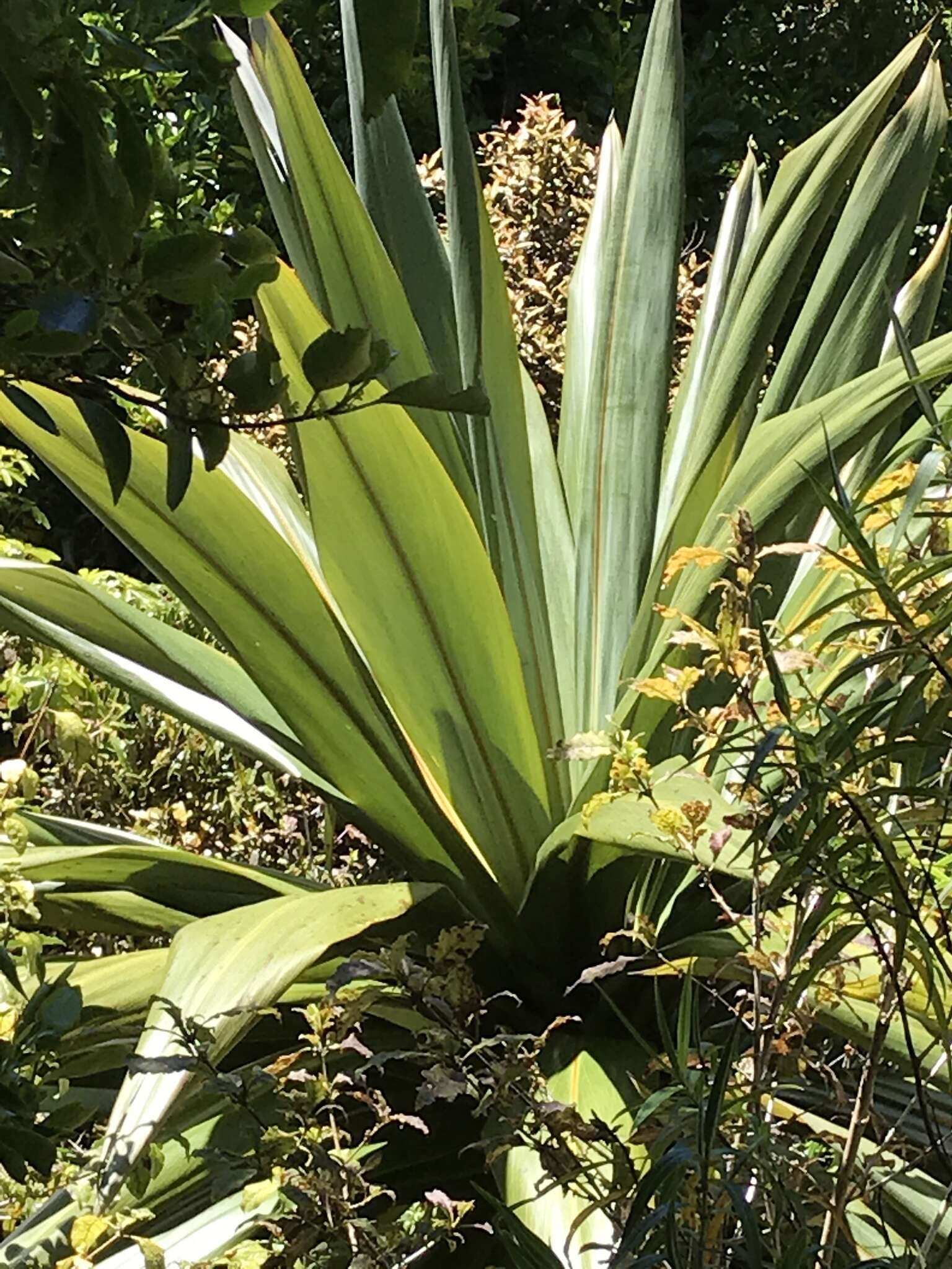 Image of Cordyline indivisa (G. Forst.) Endl.